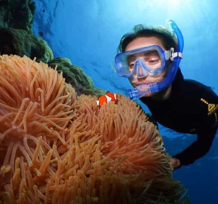 Petualangan Bawah Laut: Snorkeling dan Menyelam di Great Barrier Reef