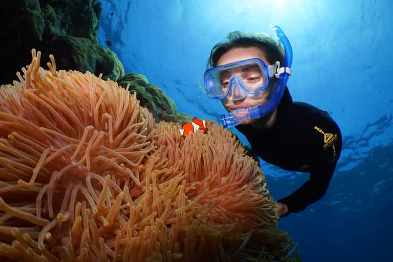 Petualangan Bawah Laut: Snorkeling dan Menyelam di Great Barrier Reef