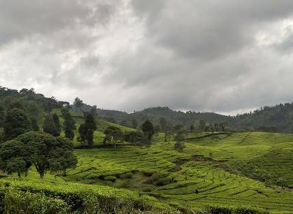 Kebun Teh Ciwidey: Pesona Alam Hijau yang Menyegarkan di Bandung