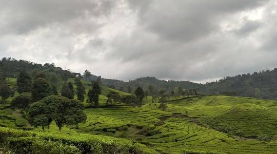 Kebun Teh Ciwidey: Pesona Alam Hijau yang Menyegarkan di Bandung