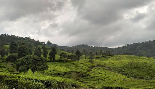 Kebun Teh Ciwidey: Pesona Alam Hijau yang Menyegarkan di Bandung